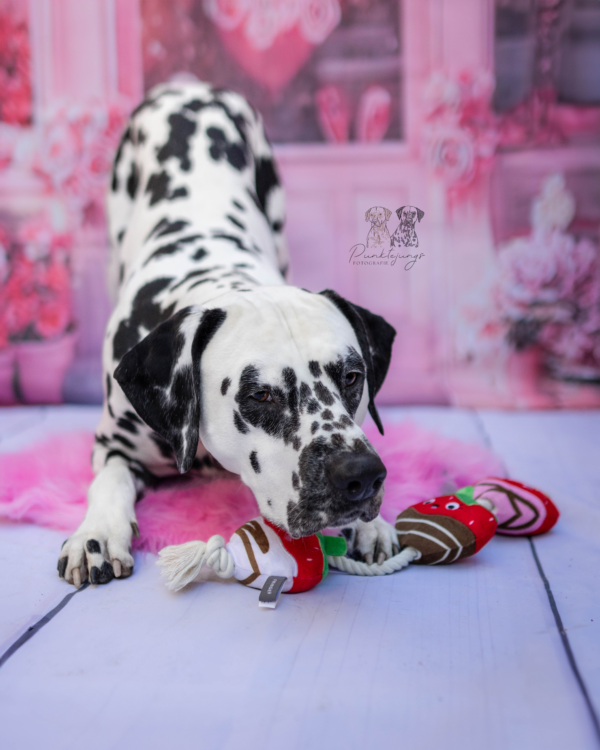 Covered with love – Bild 4