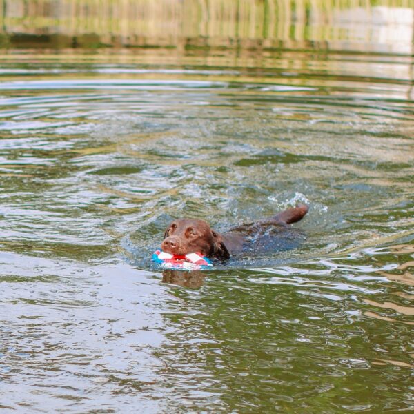 Rettungsring ‚Floating’ mit Seil 20 cm – Bild 5