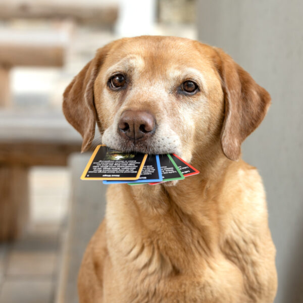 EscapeDog – Bild 4