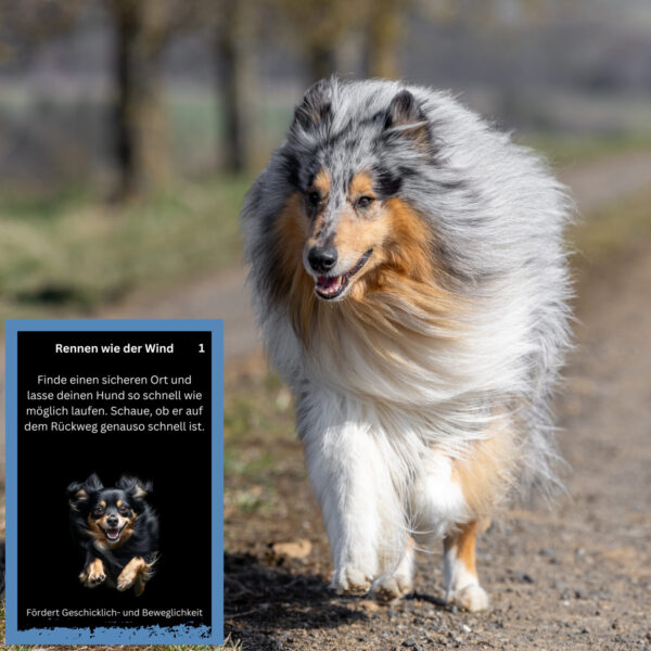 EscapeDog – Bild 5