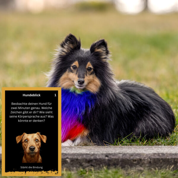 EscapeDog – Bild 7
