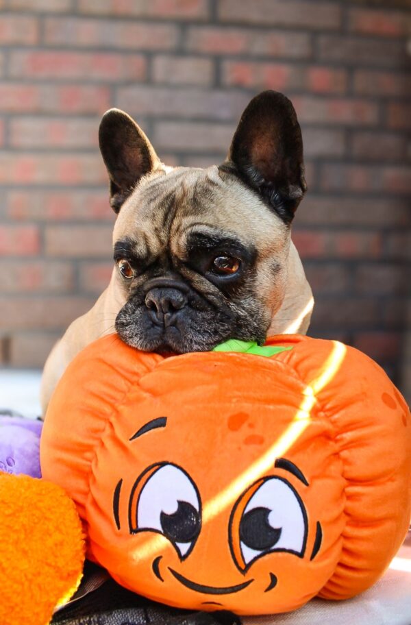 Percy Pumpkin – Bild 5