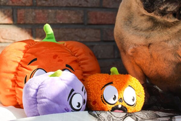 Trick or Treat Duo – Bild 4