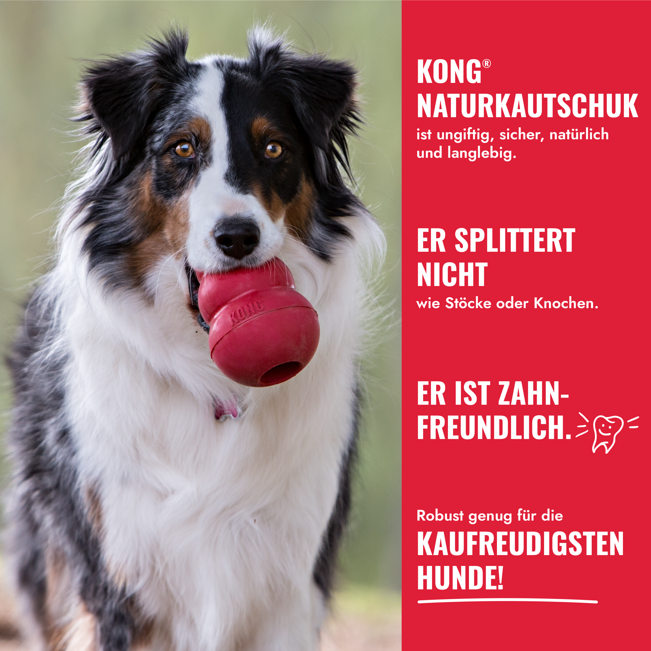 KONG Classic (Coming soon) – Bild 4