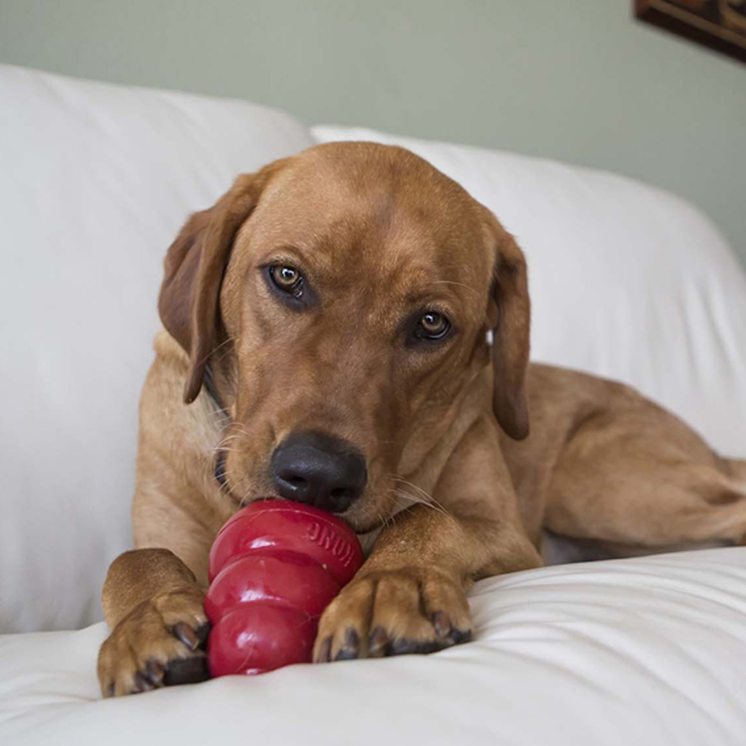KONG Easy Treat (Coming soon) – Bild 5